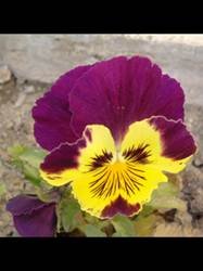 pic for Violet flower